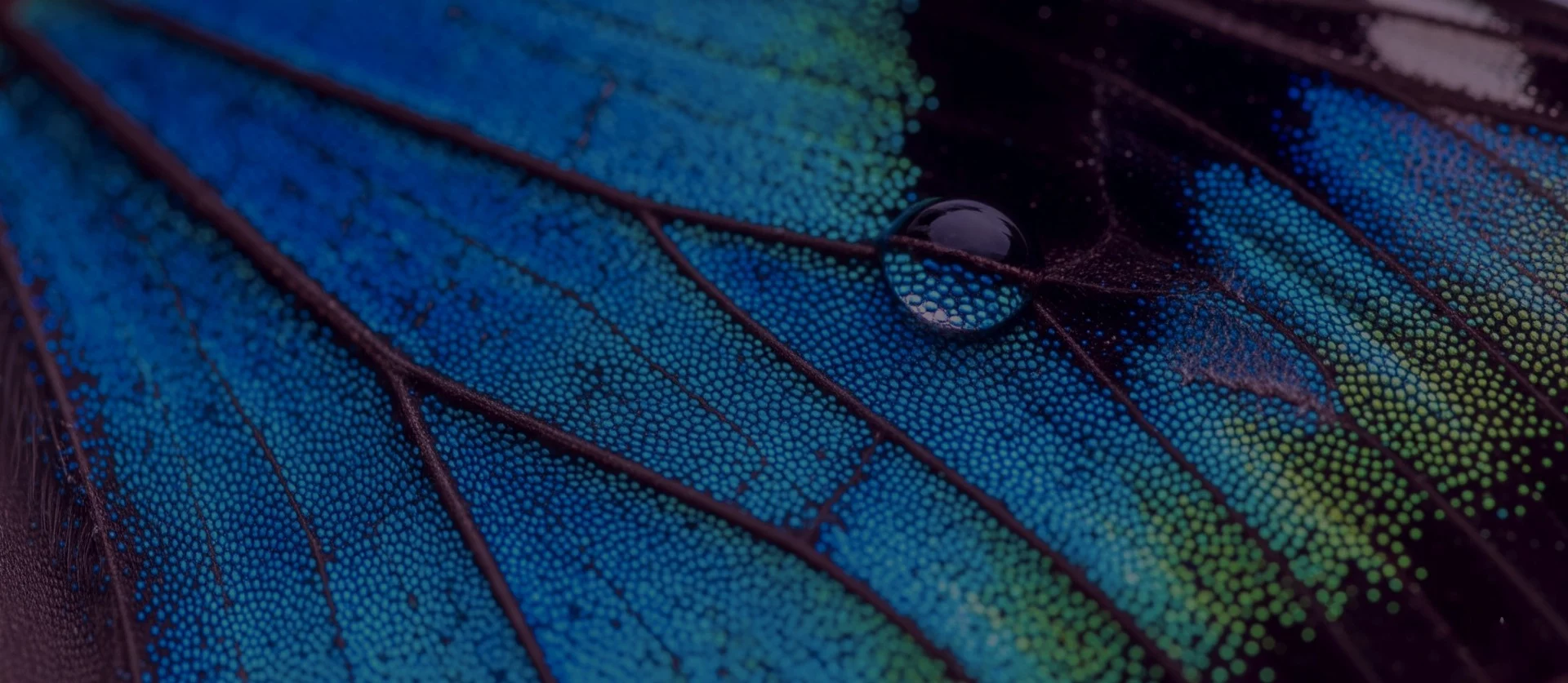 Close-up of intricate butterfly wing texture with water droplet, symbolizing detailed analysis