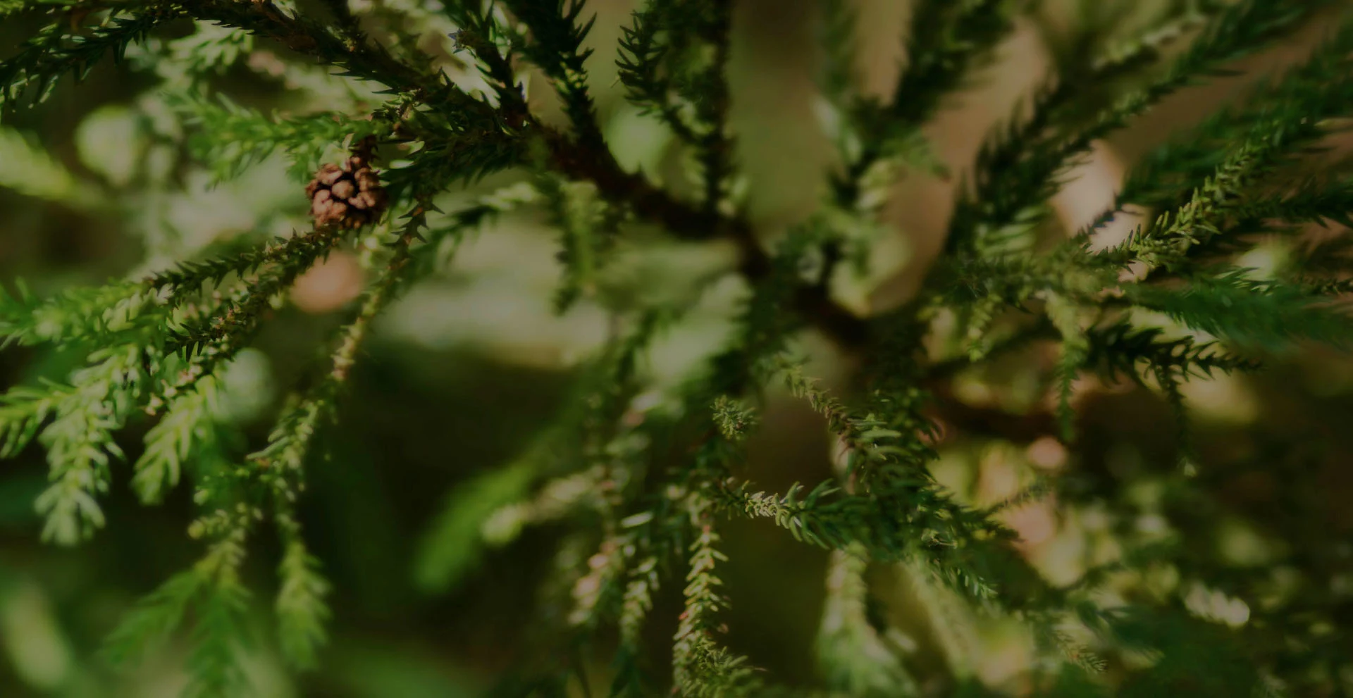 Sunlit evergreen branches with small cones, soft-focus natural background